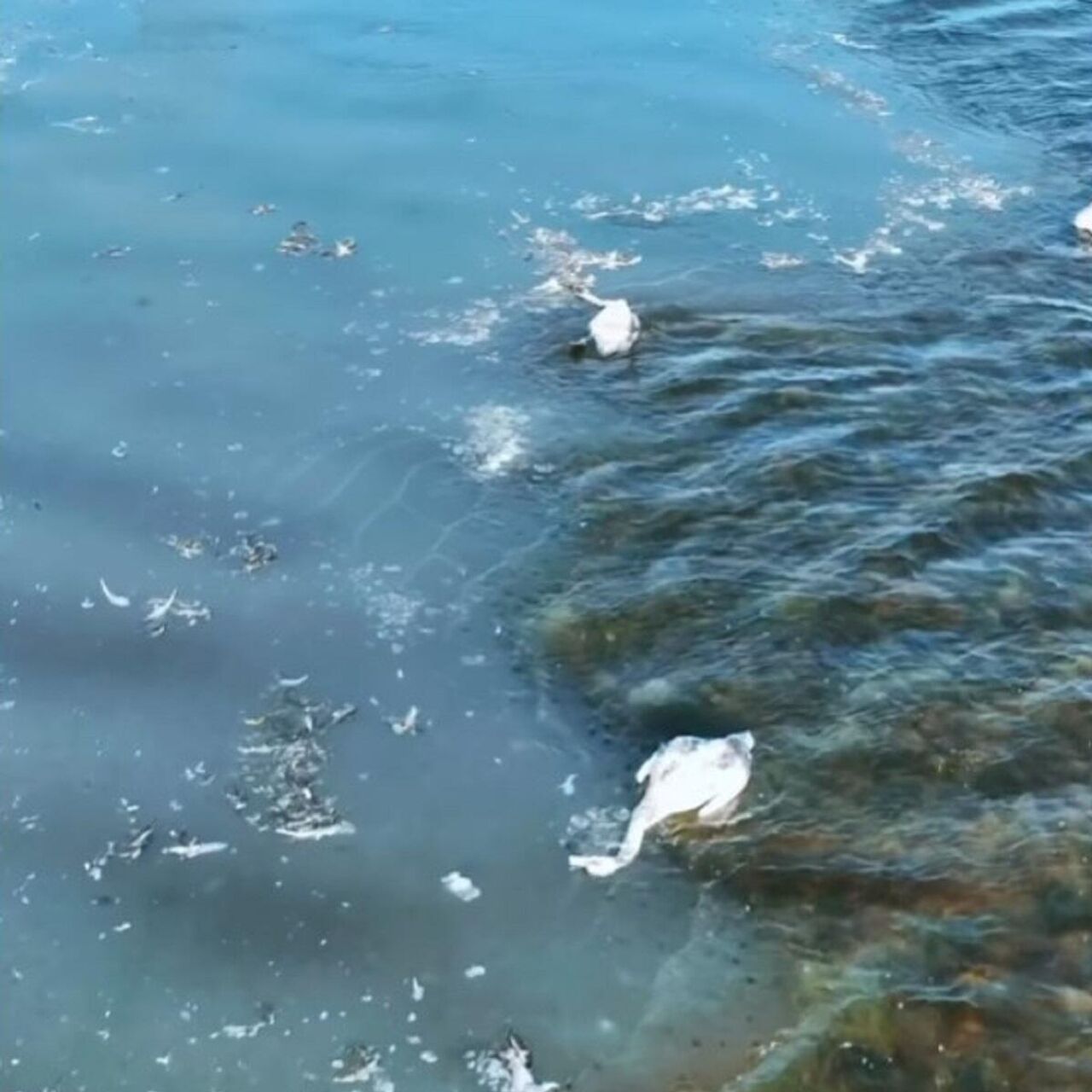 Аққулардың жаппай қырылуы: Экология министрлігінің экс-қызметкері Rixos қонақ үйі суының Қаракөл көліне ағуына қатысты мәлімдеме жасады
